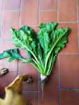 Beta vulgaris