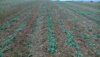 Rzepak Strip Till