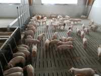 warchlakarnia warchlakarnia