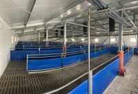 Kojce w tuczarni Kojce w tuczarni