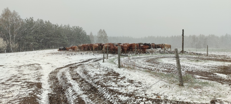 Zimowy wypas bydła