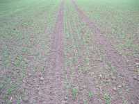 Jęczmień hybrydowy Zzoom 01.10.2012