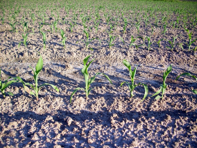 Pioneer P9578