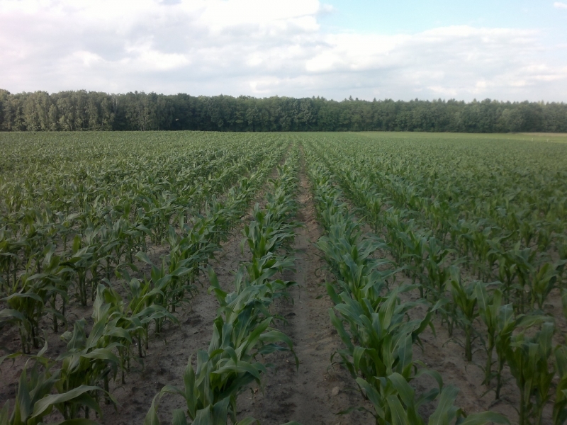 Pioneer p8134