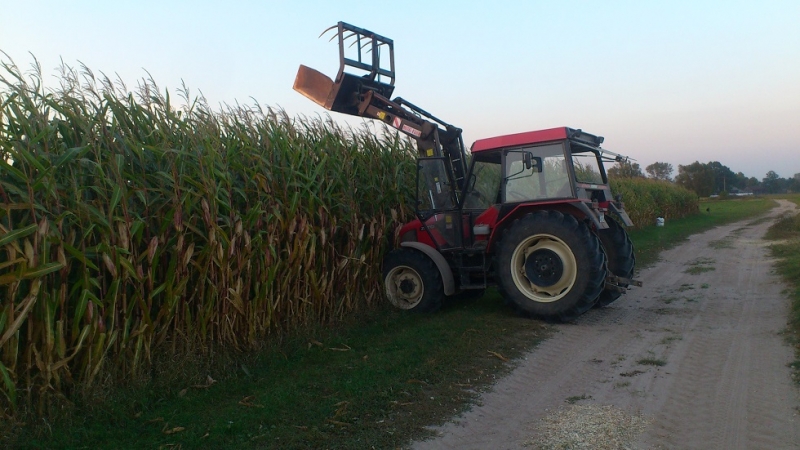 KWS Agro Yoko