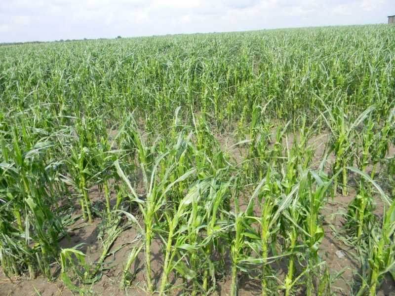 Kukurydza