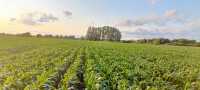 Pioneer p8834