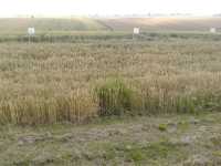 Pszenice, Śmiłów 06.07.14