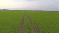 Pallas