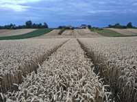 Landrich