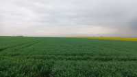 Pallas vs Findus