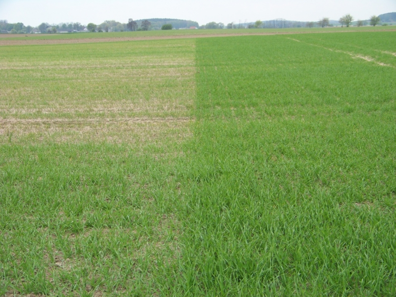 Pszenżyto Nagono