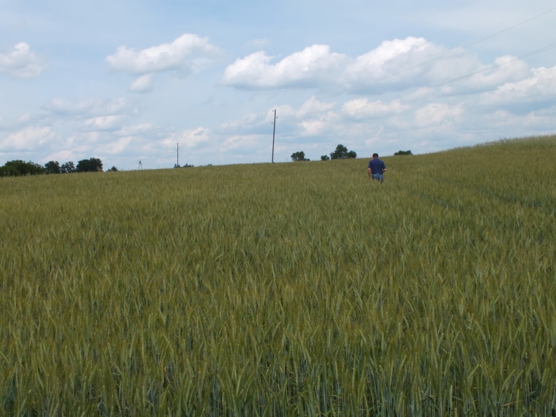 Pszenżyto