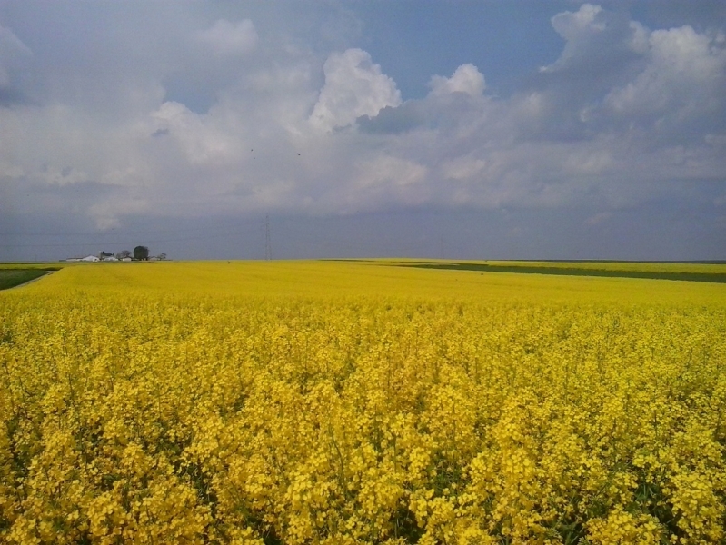 Rzepak Kolumb