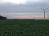 Rzepak ozimy Rzepak ozimy