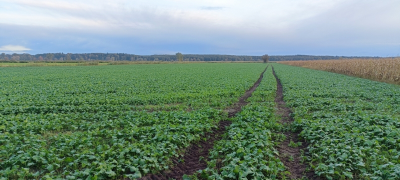 Pioneer PT 303