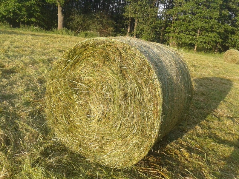 Belka po NH