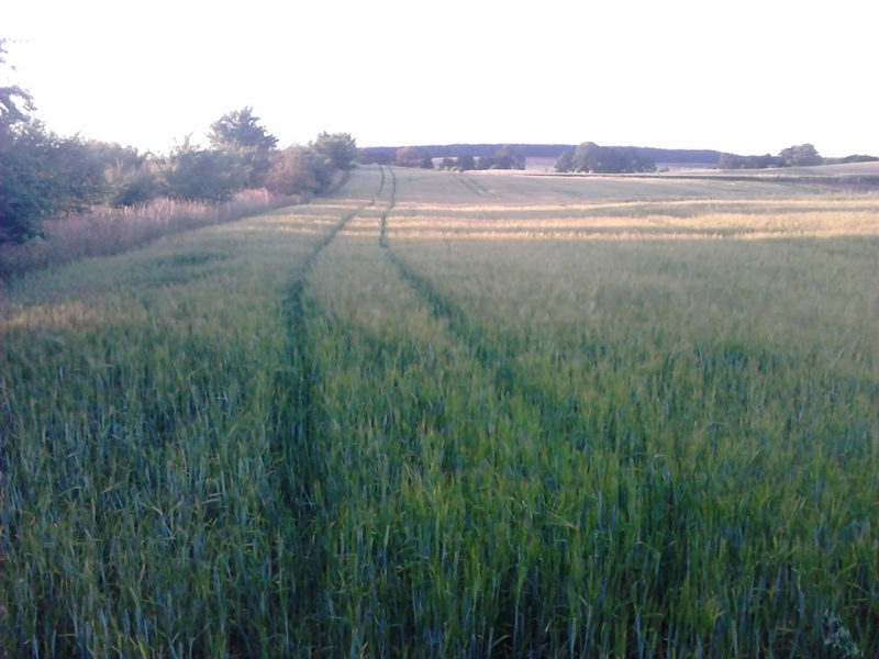 Jęczmień Jary "Antek"