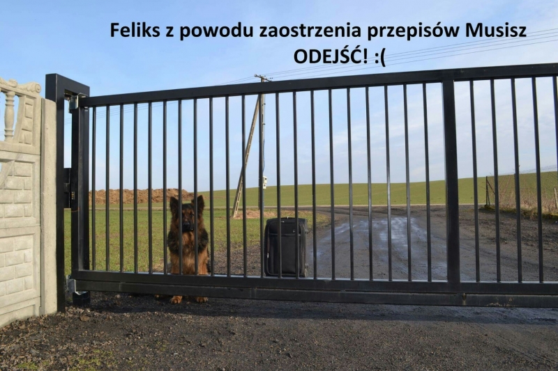 Owczarek Niemiecki