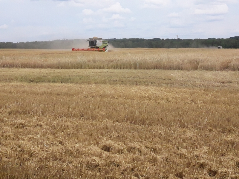 Claas Lexion 770 x2