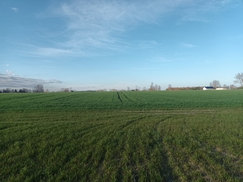pszenice