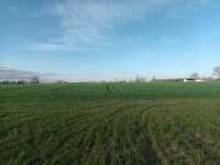 pszenice