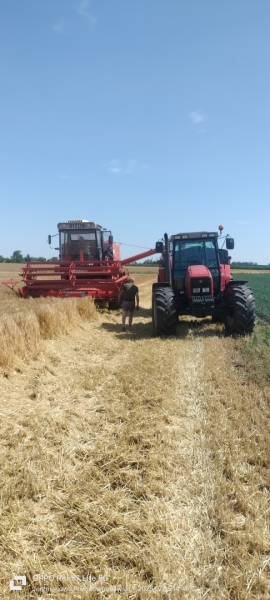 Bizon super z056 i Massey Ferguson 6280 i przyczepą