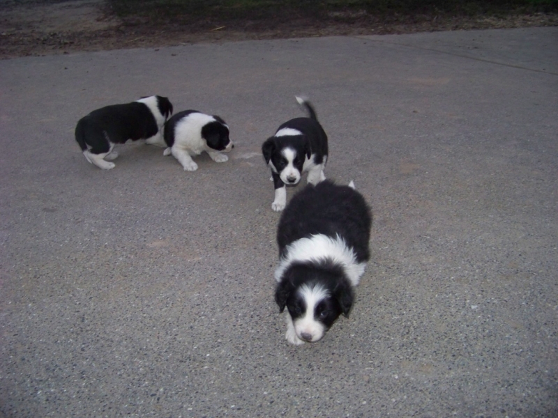 Border collie