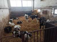 Cielętnik Cielętnik