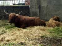 Highland Cattle