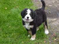 Berneńczyk Berneńczyk