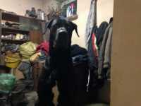 Piesek domowy Piesek domowy