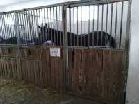 Klacz zimnokrwista Klacz zimnokrwista