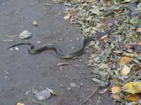 Zaskroniec Zaskroniec