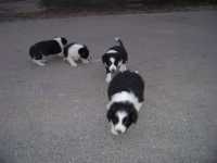 Border collie