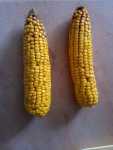 Kukurydza nasienna BUŁAT