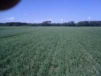 Owies bingo Owies bingo