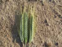 Pszenżyto Pszenżyto