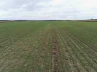 Pszenżyto Pszenżyto