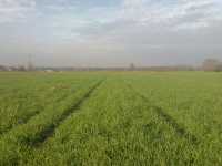 Dankowskie diament Dankowskie diament