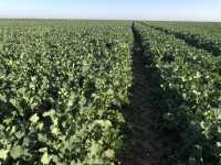 Rzepak absolut Rzepak absolut