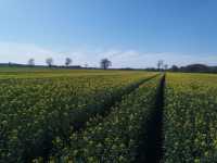 Dominator f1 Dominator f1