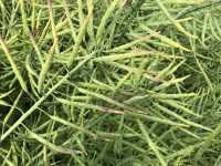 Rzepak ozimy Rzepak ozimy