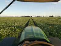 Ziemniaki Lilly Ziemniaki Lilly