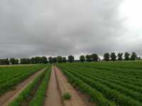 Marchew Trafford Marchew Trafford