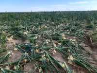 Cebula zimowa. Cebula zimowa.