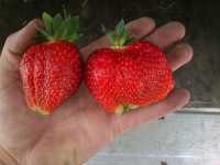 Truskawki Truskawki