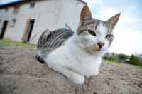 Kot - potocznie Kot - potocznie