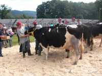 Krowa Panda Krowa Panda